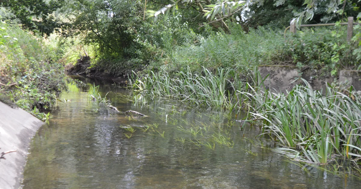 The River Brain, a narrow chalk stream in Essex, flowing between overhanging trees and reed beds.
