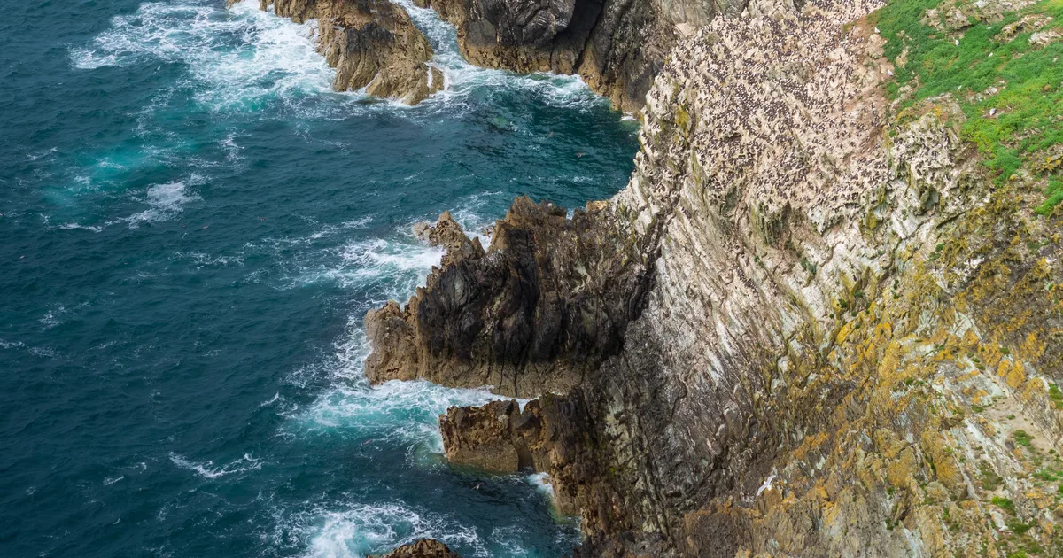 Seabird cliffs at South Stack on Holy Island, Anglesey, a protected seabird nesting site.