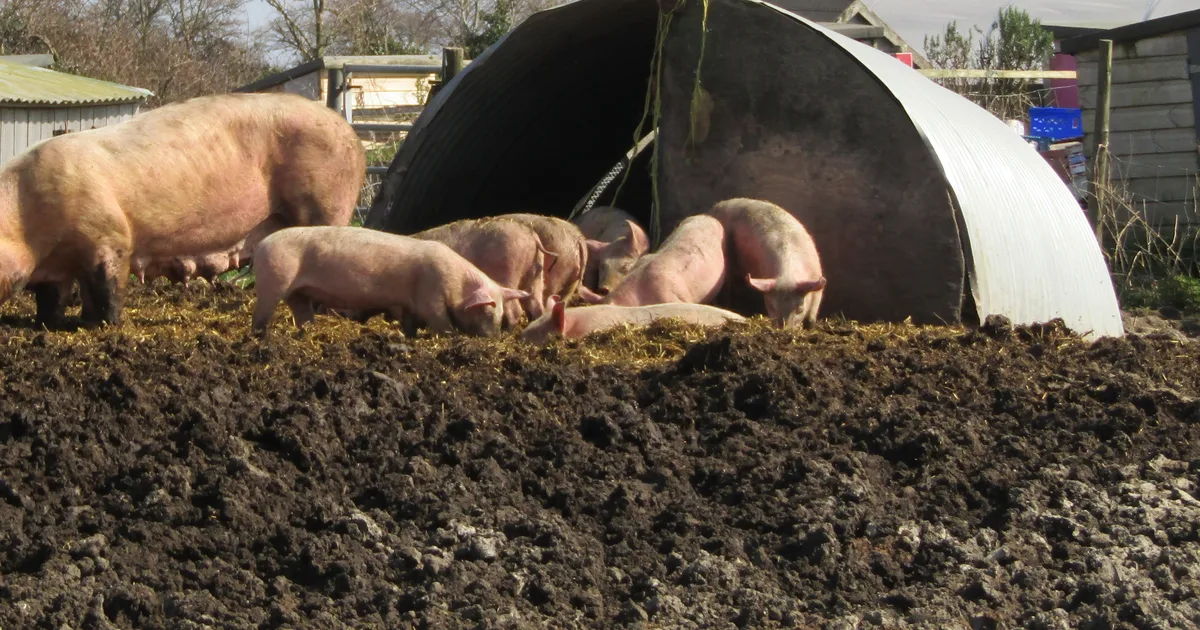 Free-range pigs and piglets foraging in a muddy outdoor pen beside an arched metal field shelter on a UK farm.
